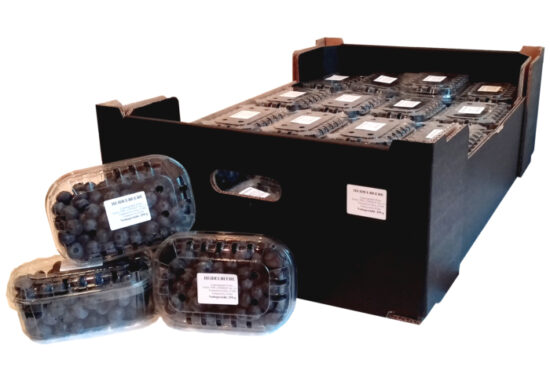 Borówka Amerykańska