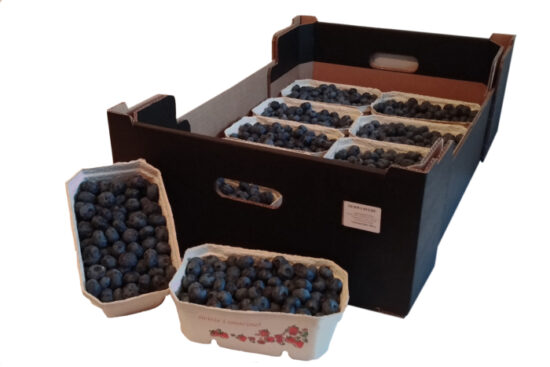 Borówka Amerykańska