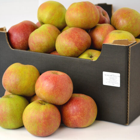 Jabłka Szara Reneta