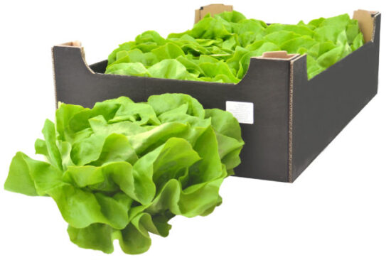 Салат латук