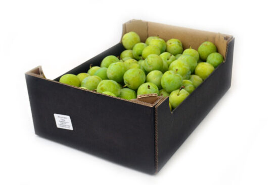 Śliwki Renkloda Ulena zielona