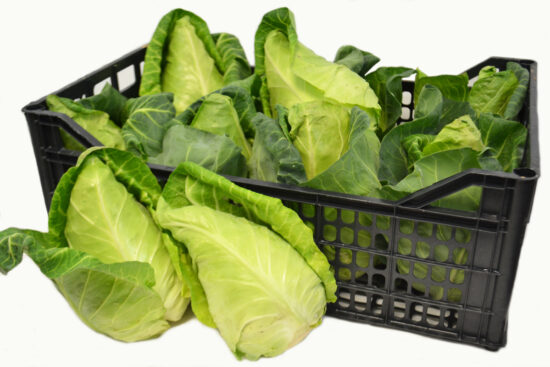 Фильдская остроголовая капуста