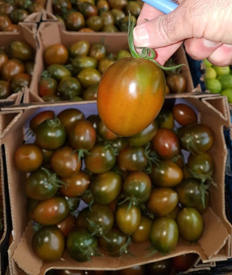 Pomidory śliwka Kumato o ciemnym zabarwieniu są bardzo smaczne, brązowo-czerwone, dość słodkie, mają mniej pestek i zwarty miąższ.