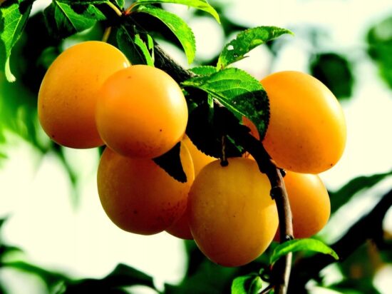 Śliwki Renkloda Ulena żółta