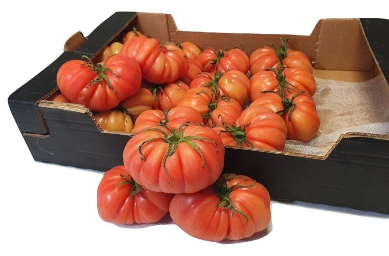 Pomidor malinowy karbowany
