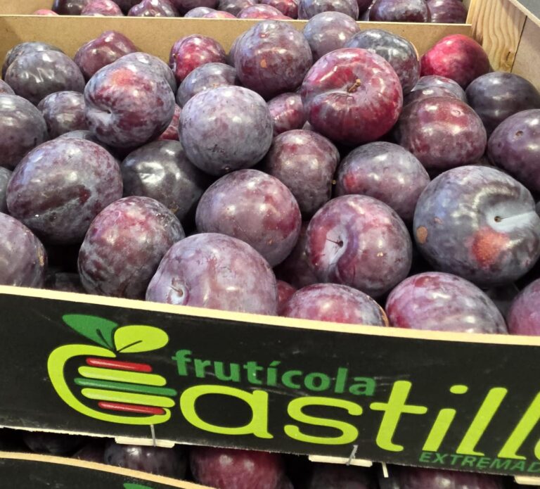 Zdjęcie WhatsApp 2025-11-21 o 10.53.05_278d759f