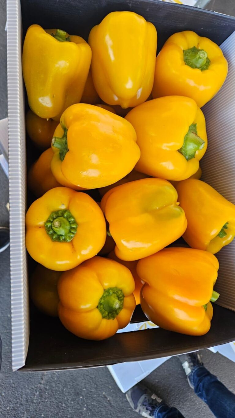 Zdjęcie WhatsApp 2025-03-28 o 08.53.50_ab9c6f37